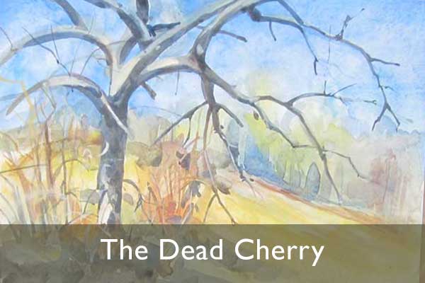 dead cherry tree